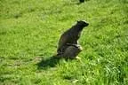 2012-05-19-Wasenmoos-010