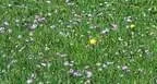 2012-05-19-Wasenmoos-092