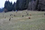6. Turnier BSV Oberkrammern Bild 7