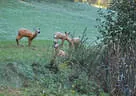 9. Jagdbogenmeisterschaft Bild 106