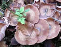 9. Jagdbogenmeisterschaft Bild 134