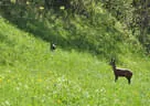 10 BSV Iseltal Turnier 2018 Bild 74