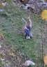 29. Jochberger Jagdbogenturnier 2018 Bild 90