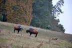 10. Abenberger Jagdbogenturnier 2018 Bild 51
