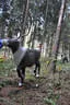 10. Abenberger Jagdbogenturnier 2018 Bild 59