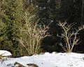 Primbogenturnier Rauris 2023 Bild 55