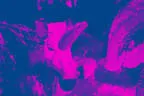 Zipfikoppnschiassn Bild 59