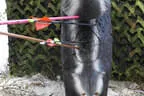 5erl Final Target 2025 Bild 37