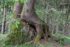 19. Glemmerehofturnier 2025 Bild 65
